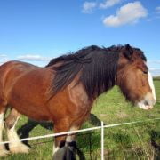 Young Clydesdale mare