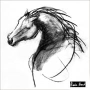 Stallion silk scarf drawing of horse