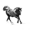 Canter Black horse charcoal drawing lo res MUG