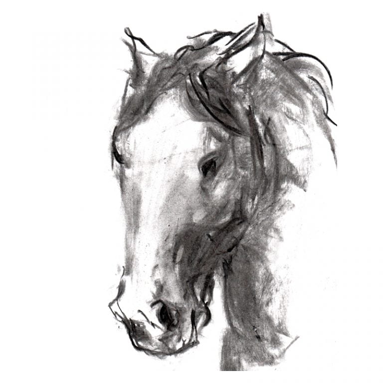 Charcoal 10 Horse's head charcoal drawing