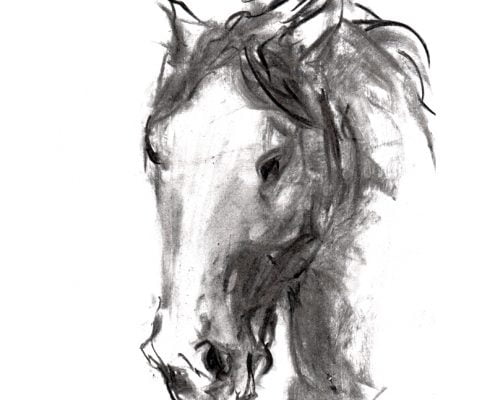 Charcoal 10 Horse's head charcoal drawing