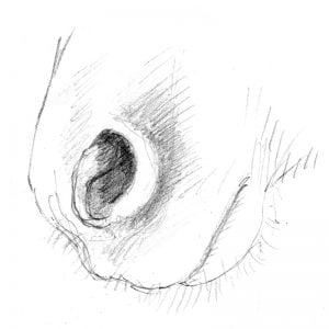 Horse's Muzzle