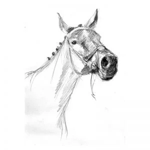Horse's muzzle pencil drawing