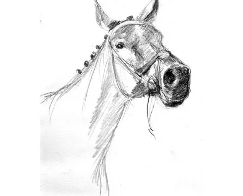 Horse's muzzle pencil drawing