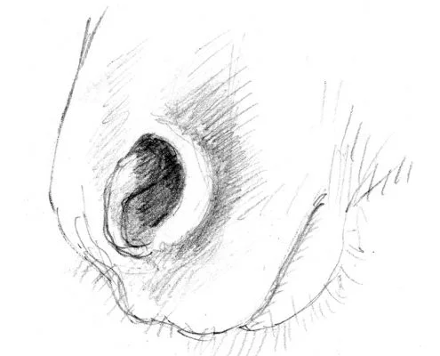 Horse;s nostrils pencil drawing