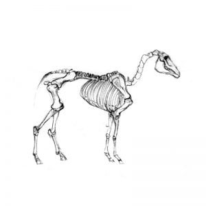 Horse's skeleton pencil drawing