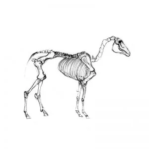 Horse's skeleton pencil drawing