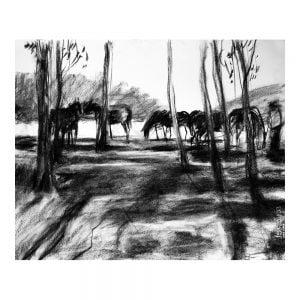 Laikipia 1 charcoal on paper