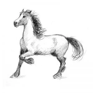 Stallion pencil drawing