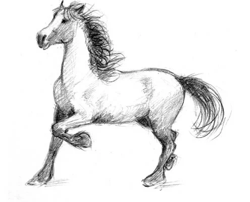 Stallion pencil drawing