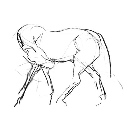 Stretching horse charcoal on paper