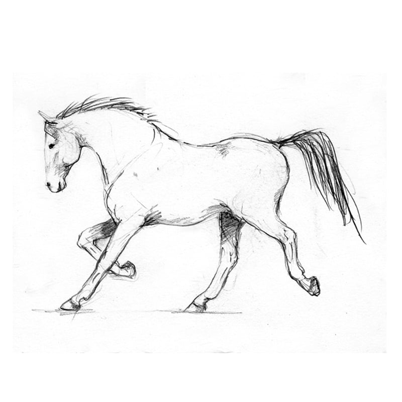 Standing Horse American Quarter Horse Drawing How to Draw a Horse Sketch,  horse, pencil png | PNGEgg