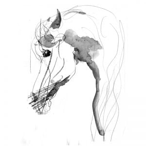 Wary eye horse drawing in ink and wash