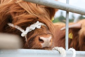Drymen show Highland cattle