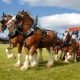 HIGHLAND SHOW heavy horses