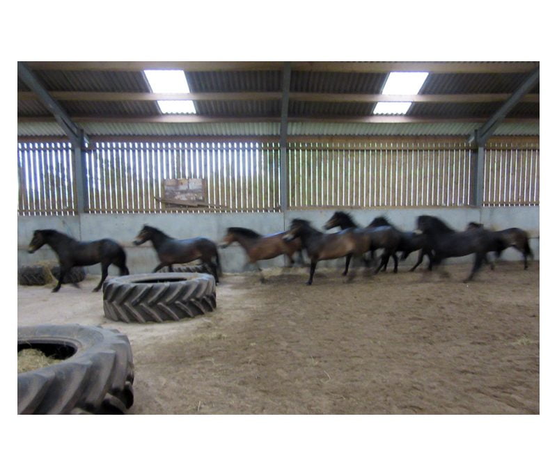 Dawn Westcott's wild Exmoor pony heard