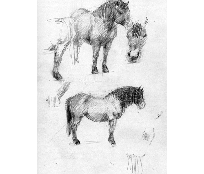 Drawing in pencil of Exmoor pony