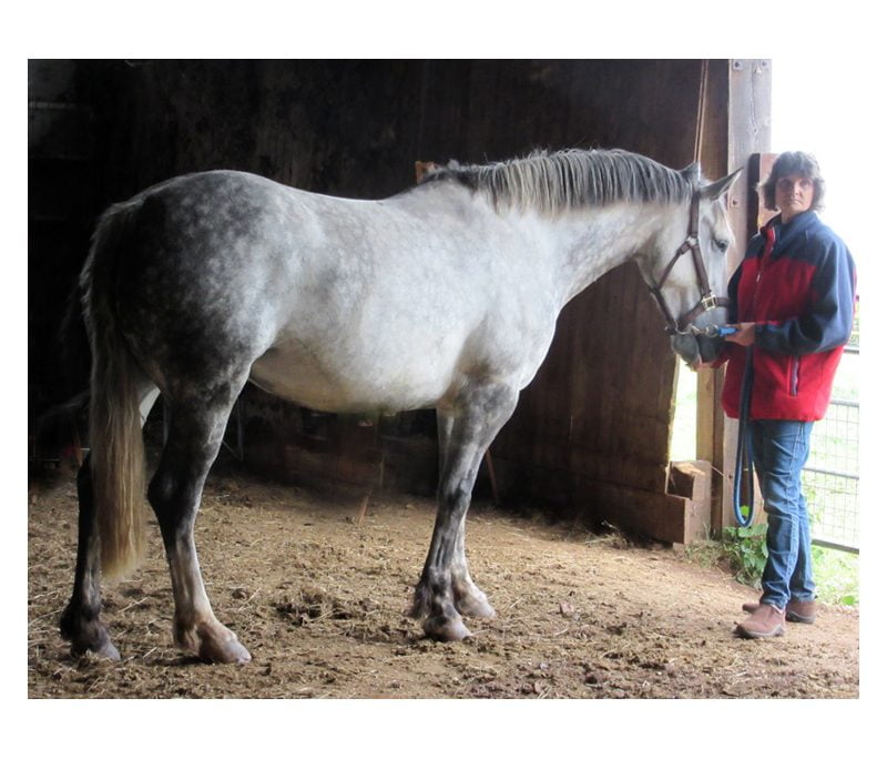 Grey horse modelling for students at class