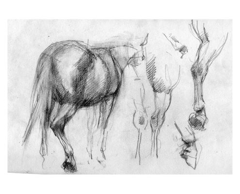 Pencil studies of horse's feet and legs