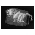 Ghost horse charcoal on paper digitally altered