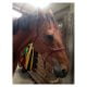 Findhorn Horse sense and soul