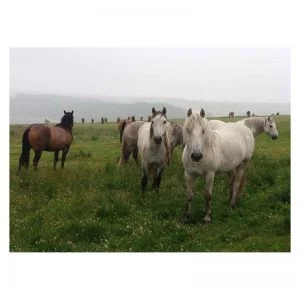 Findhorn Horse Sense and Soul wild ponies