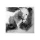 Shetland pony charcoal drawing
