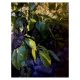 Plum tree and wall oil painting Diana Hand