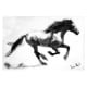 Mustang charcoal drawing by Diana Hand