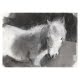 Rosie the Sheltie 2 charcoal drawing by Diana Hand